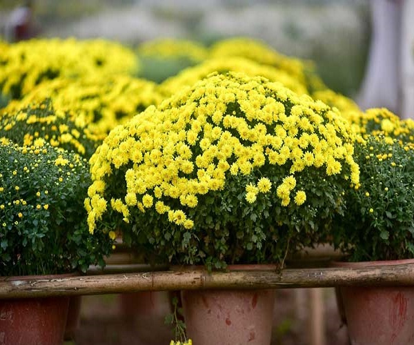 Hạt Giống Hoa Cúc Mini Vàng - Cúc Chi - Cúc 4 Mùa - gói 20 Hạt