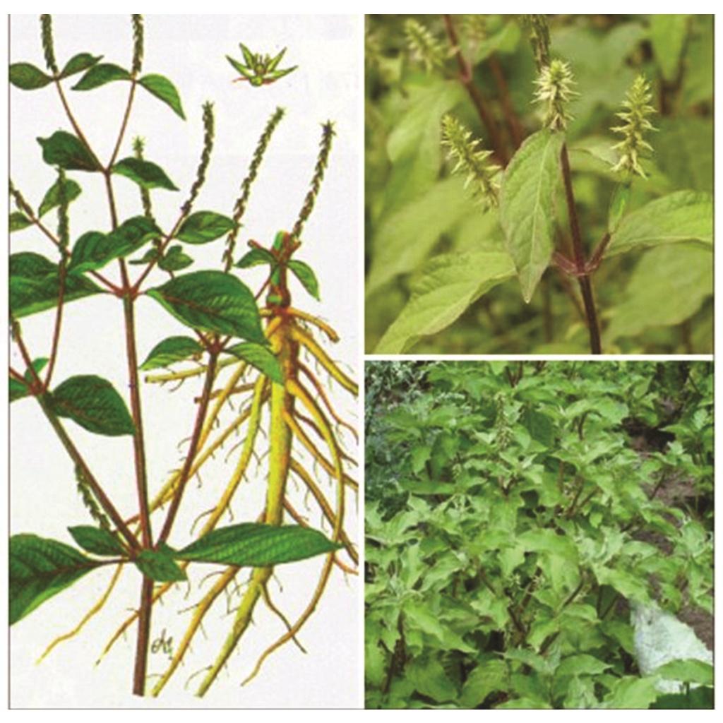 Cây cỏ xước -1kg cây tươi sạch