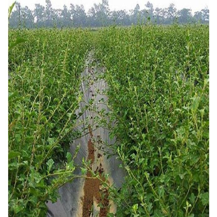 Hạt giống cây dược liệu cà gai leo-Gói 50 hạt/tặng kèm gói phân bón lót