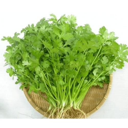 20gr hạt giống rau mùi cao sản