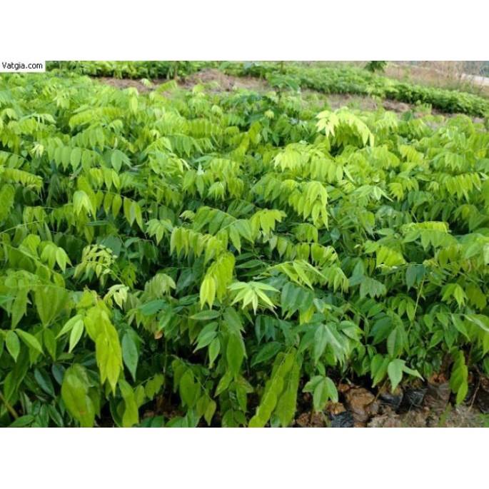 Cây SƯA ĐỎ giống - Cây giống giá trị kinh tế cao