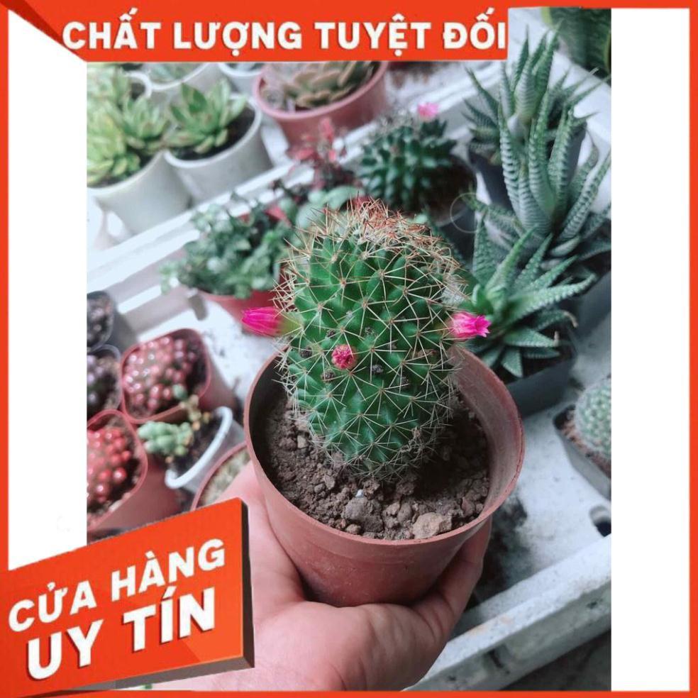 Xương rồng Nhiều Người Mua