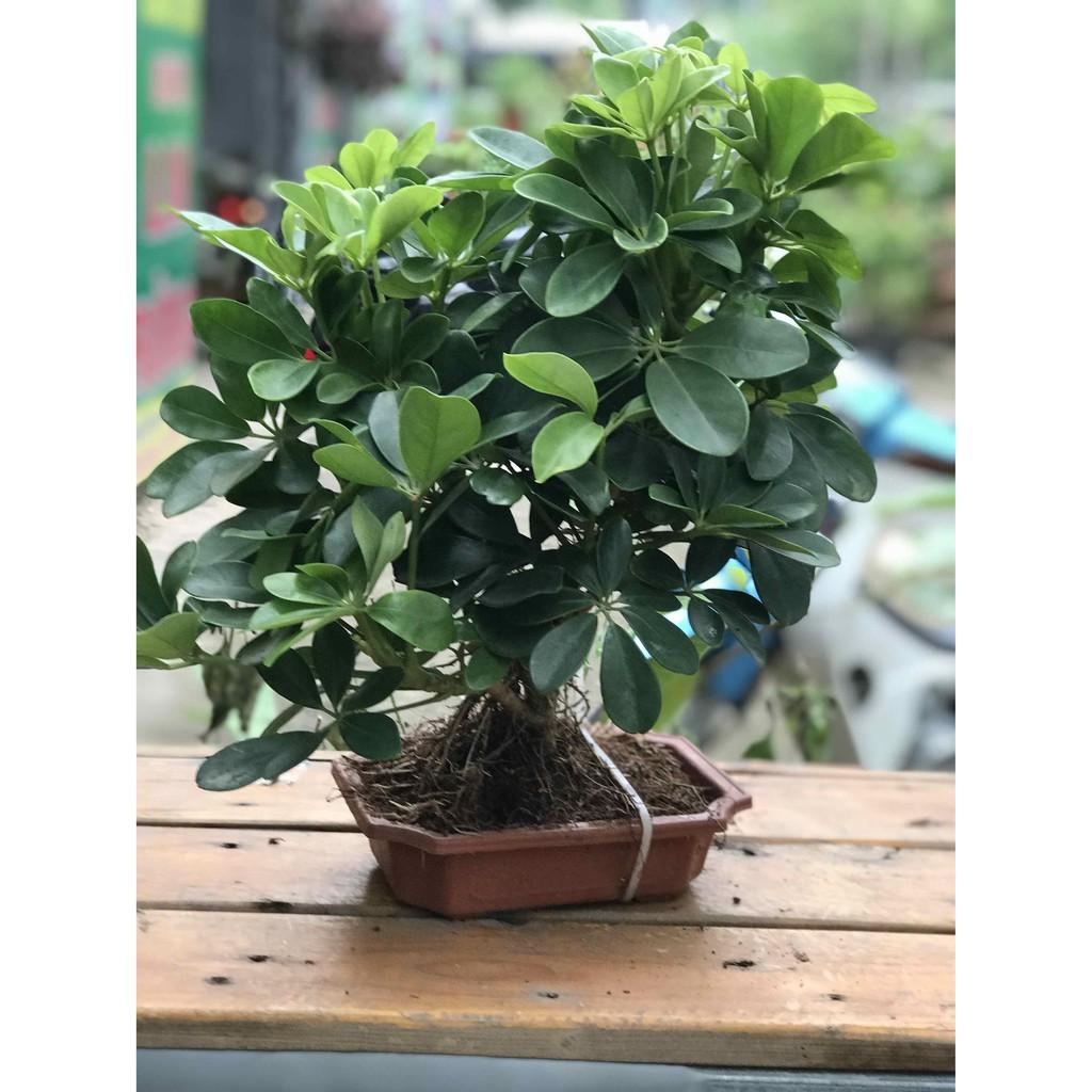 Cây ngũ gia bì bonsai