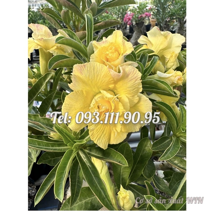 Hạt giống hoa sứ ghép Thái Lan hoa vàng cánh to - Bịch 10 hạt – Mã số 2092