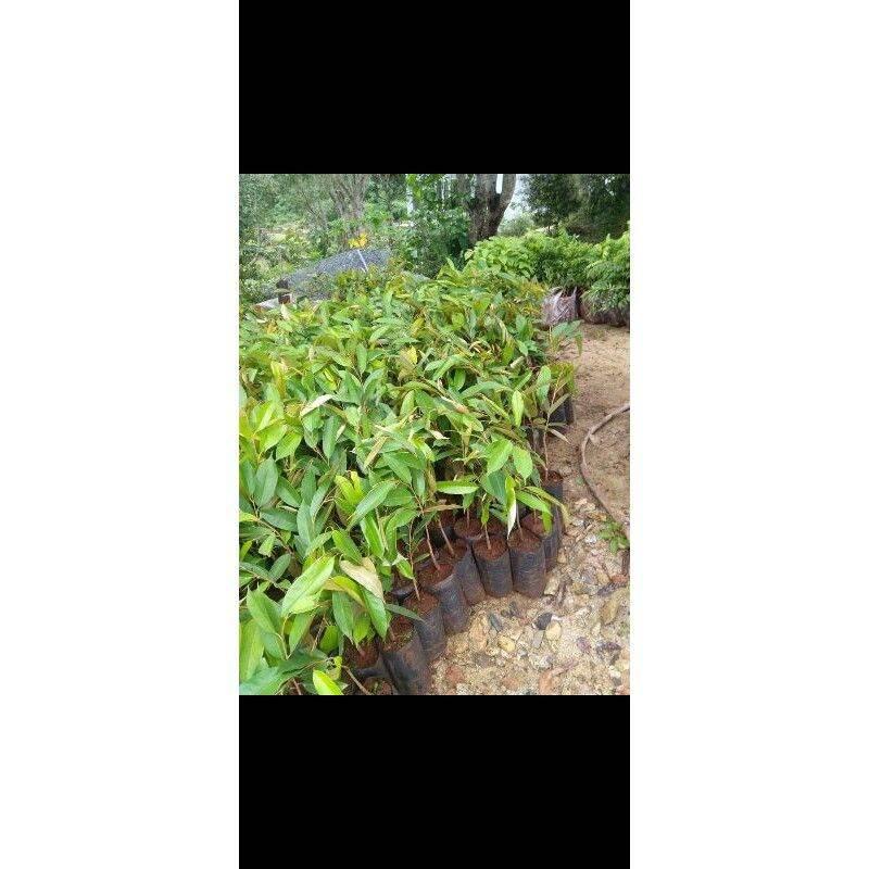Cây giống sầu riêng thái