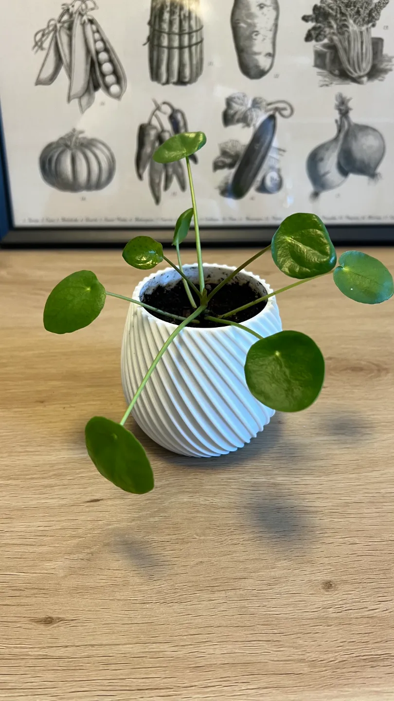 Lọ hoa nhựa xoắn ốc đa dạng kích thước - 10cm x 10cm x 8.5cm