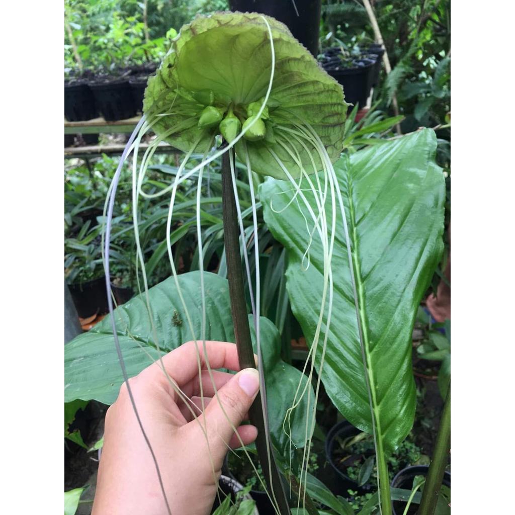 CHẬU CÂY RÂU HÙM LÀM CẢNH