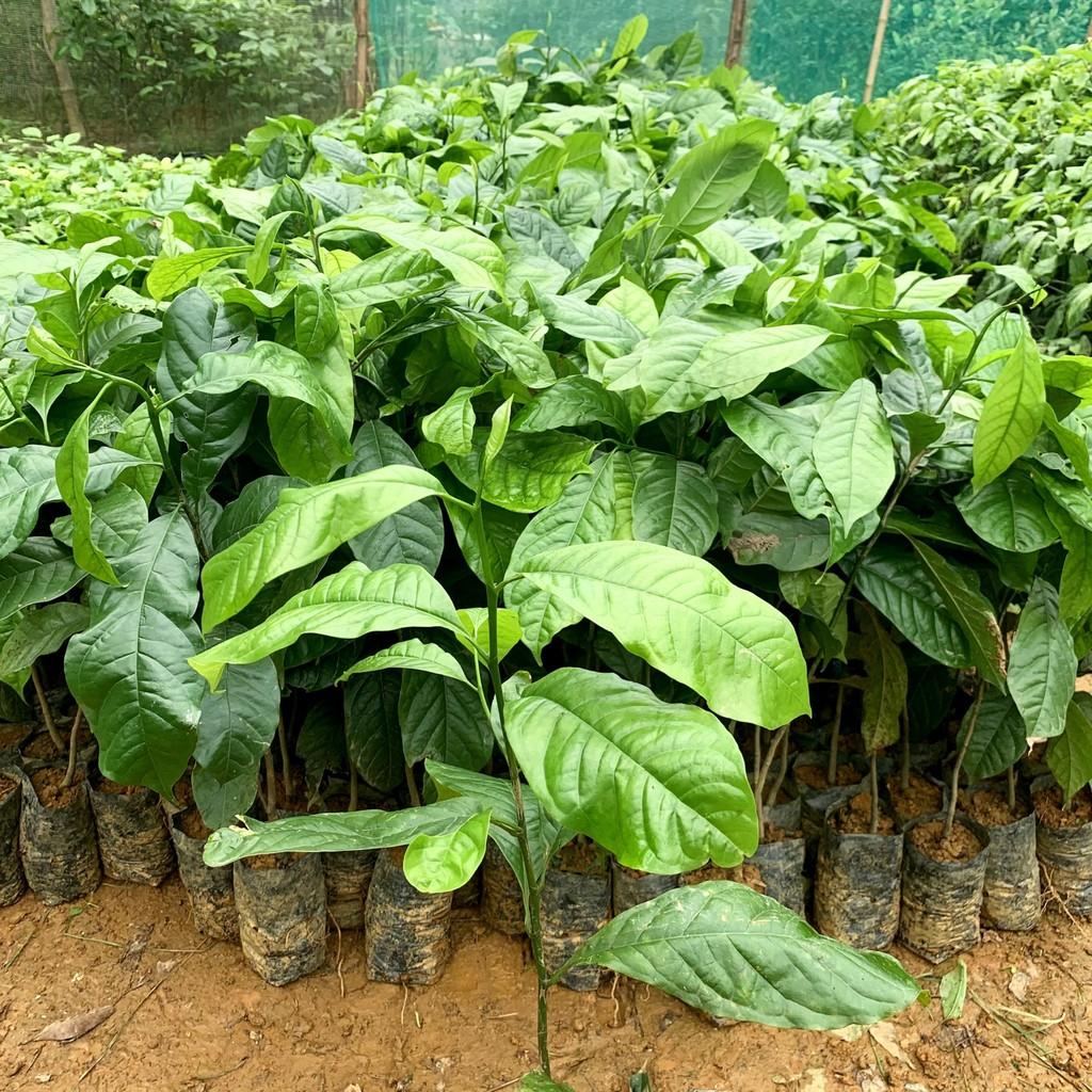 Giống Cây Dổi Nếp Rừng Lấy Gỗ, Lấy Hạt