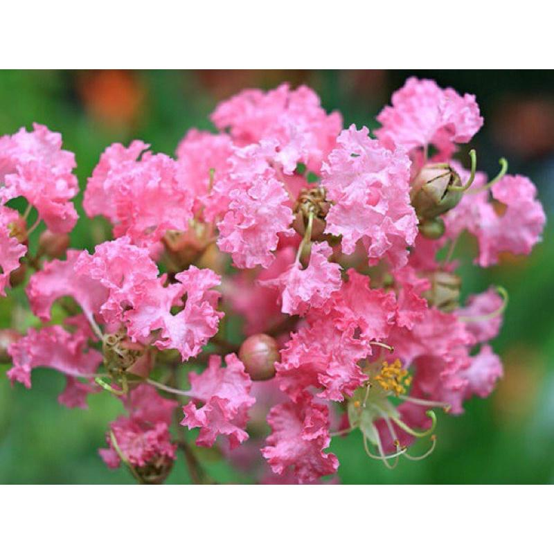 Cây giống hoa tường vi một loại hoa đẹp dễ trồng giao màu ngẫu nhiên.