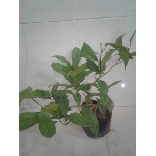 Cây xạ đen - cây giống