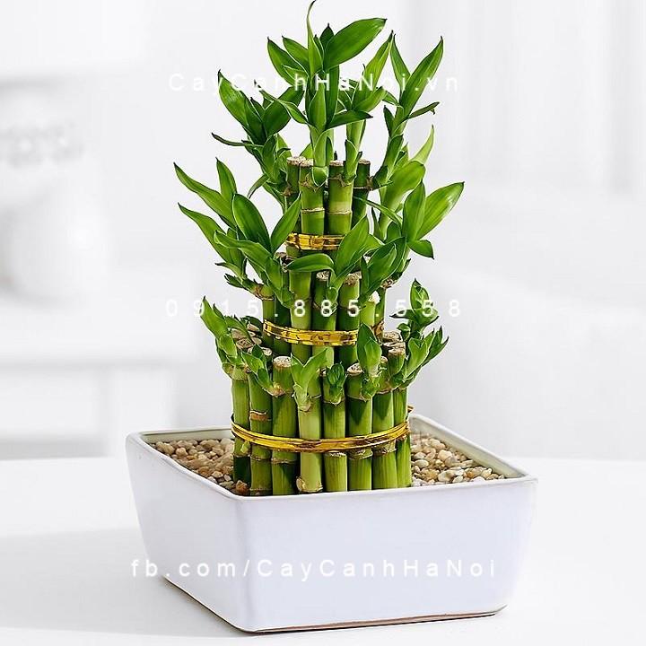 Cây trúc lộc