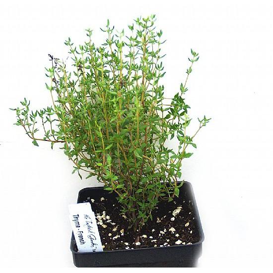 Hạt Giống Cỏ Xạ Hương Thyme (50H)