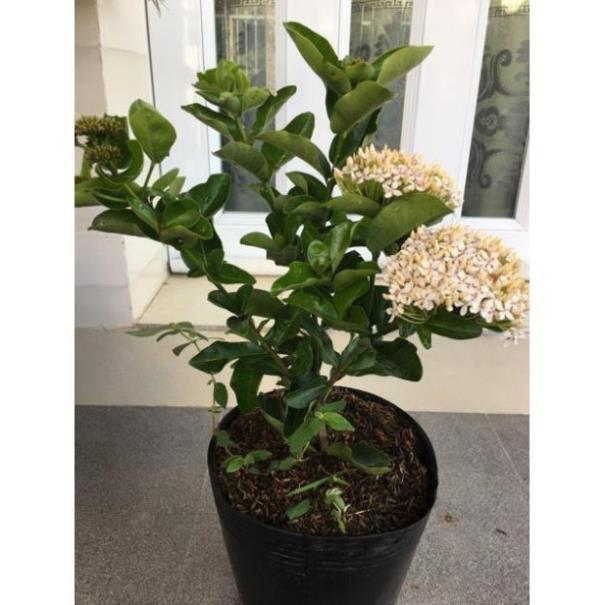 Cây hoa mẫu đơn trắng lá trung