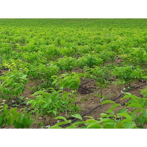 CÂY ÓC CHÓ giống chuẩn phát triển nhanh.
