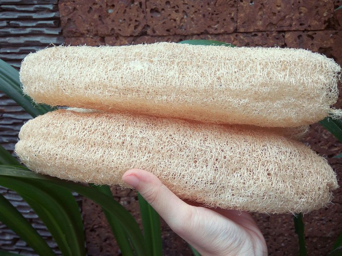 Xơ mướp trái ECOLIFE KOREA ( 20 - 25 cm ) combo 5 tặng xà phòng handmade Noni - Natural Raw Loofah Sponge