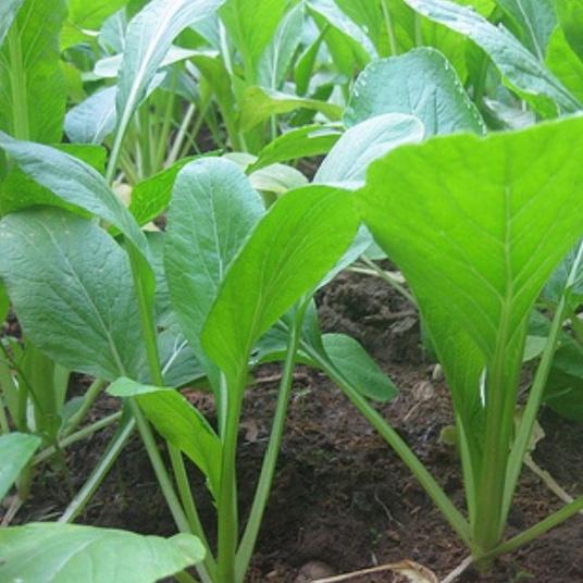 Combo 2 gói hạt giống rau cải ngọt dể trồng-gói 20 gram-tặng kèm gói phân bón lót