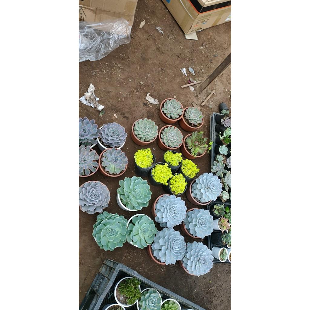 Sen Đá Size Đại