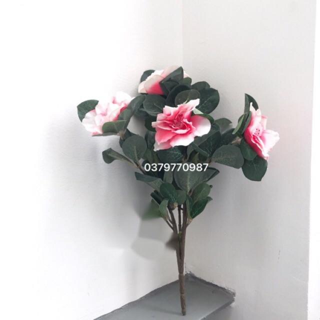 Cụm hoa mộc lan bé