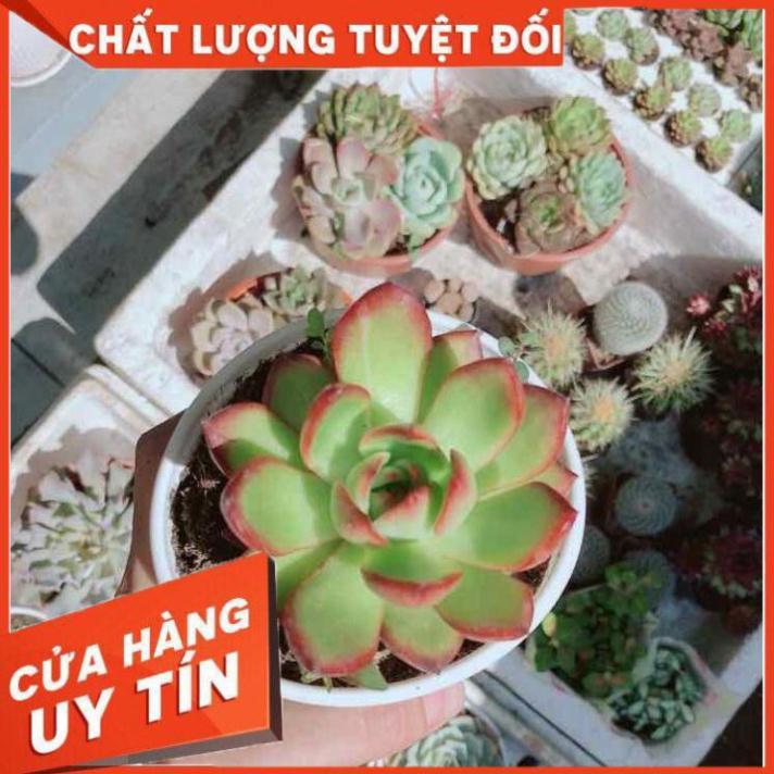 Sen đá đủ mẫu đồng giá 40k Nhiều Người Mua