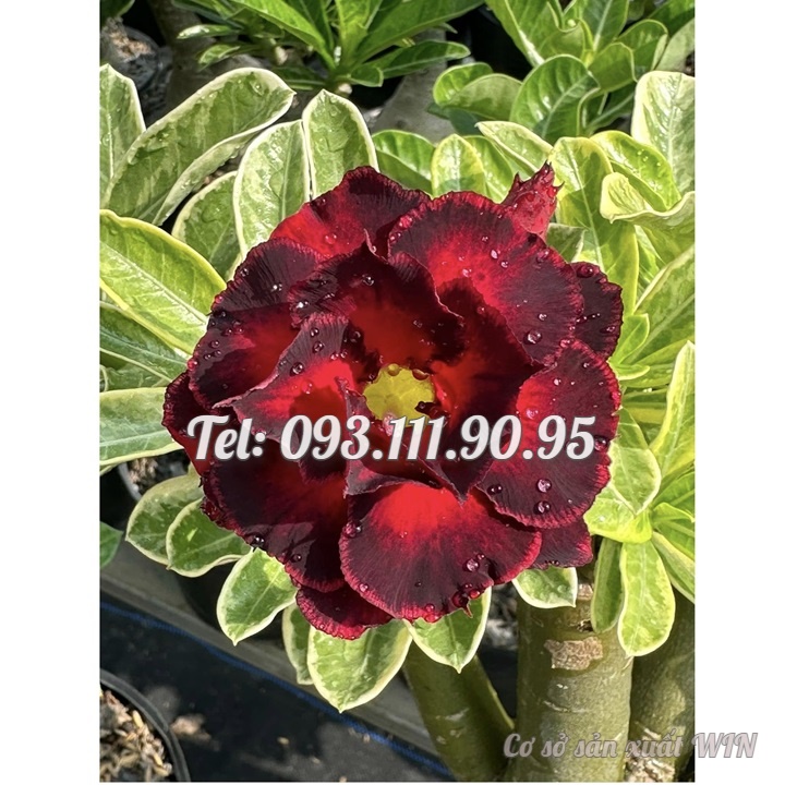 Hạt giống hoa sứ Thiên Vương cánh đỏ viền đen hoa to - Bịch 10 hạt – Mã số 2087