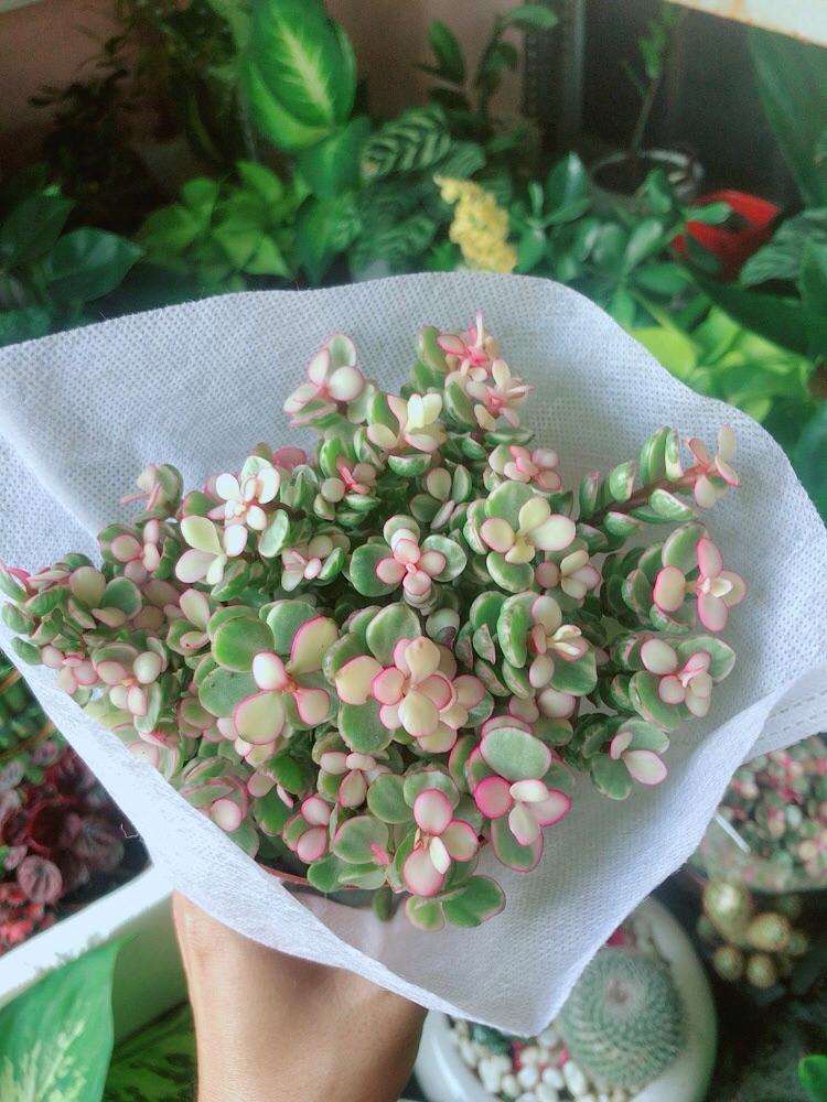 Cây Cành Vàng Lá Ngọc