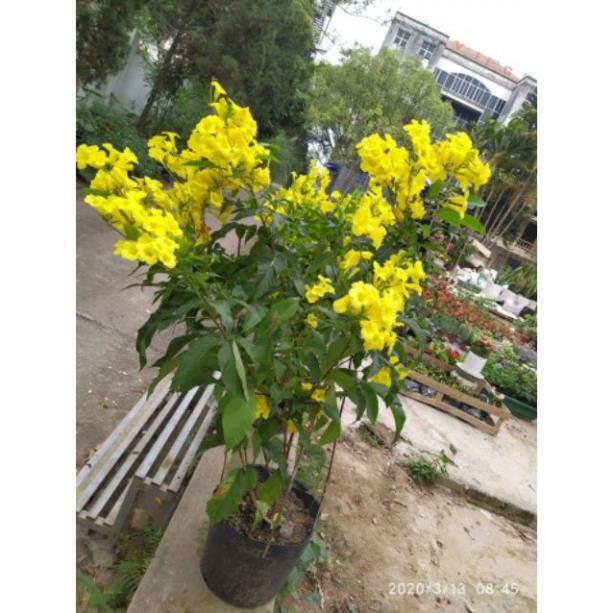 Cây giống chuông vàng