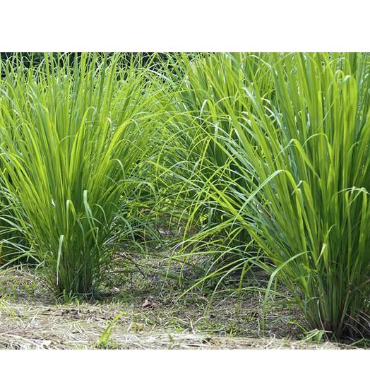 Hạt giống cỏ Ubon Paspalum - Cỏ xả chịu ngập - gói 1kg
