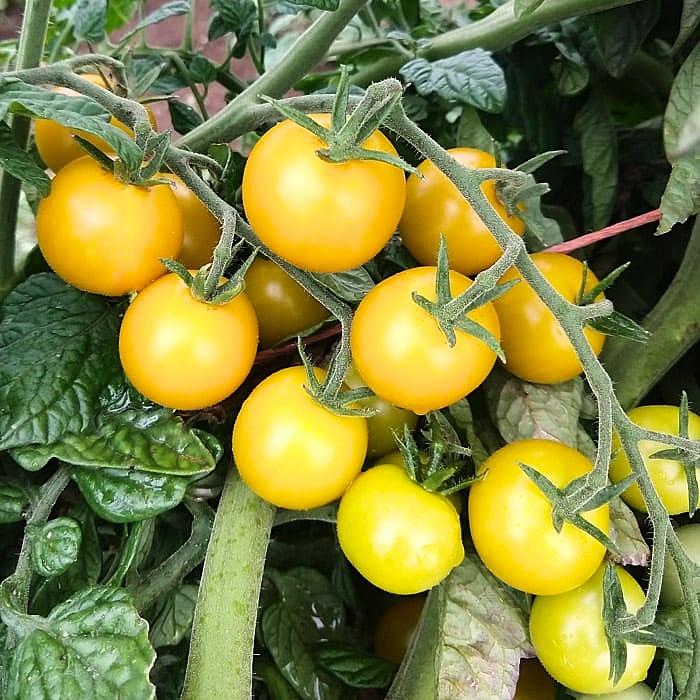 Hạt giống cà chua cherry vàng ngọt ORANGE CHARM 403 gói 5 hạt