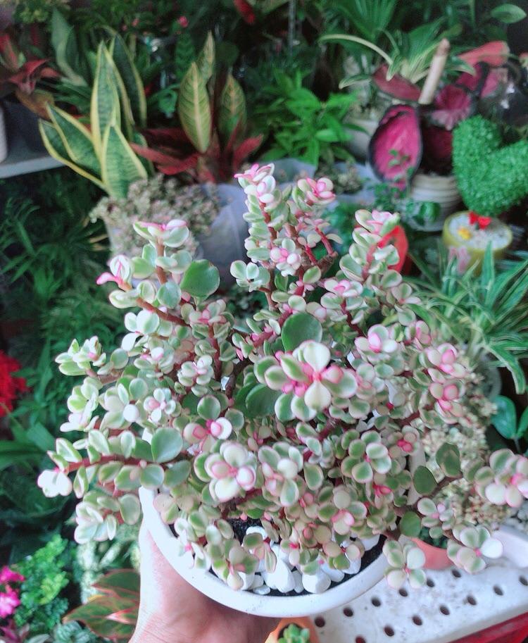 Chậu Cây Cành Vàng Lá Ngọc