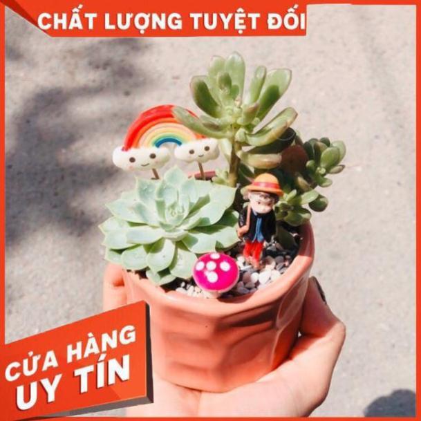 Chậu sen đá tiểu cảnh 03