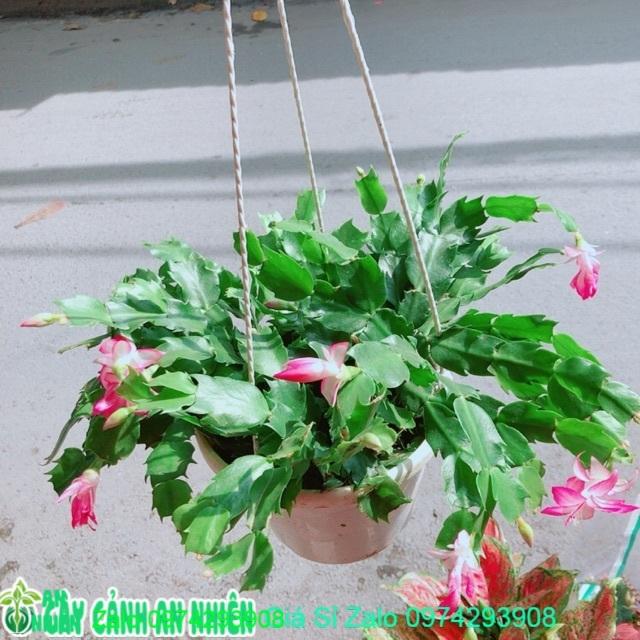 Chậu Tiểu Quỳnh