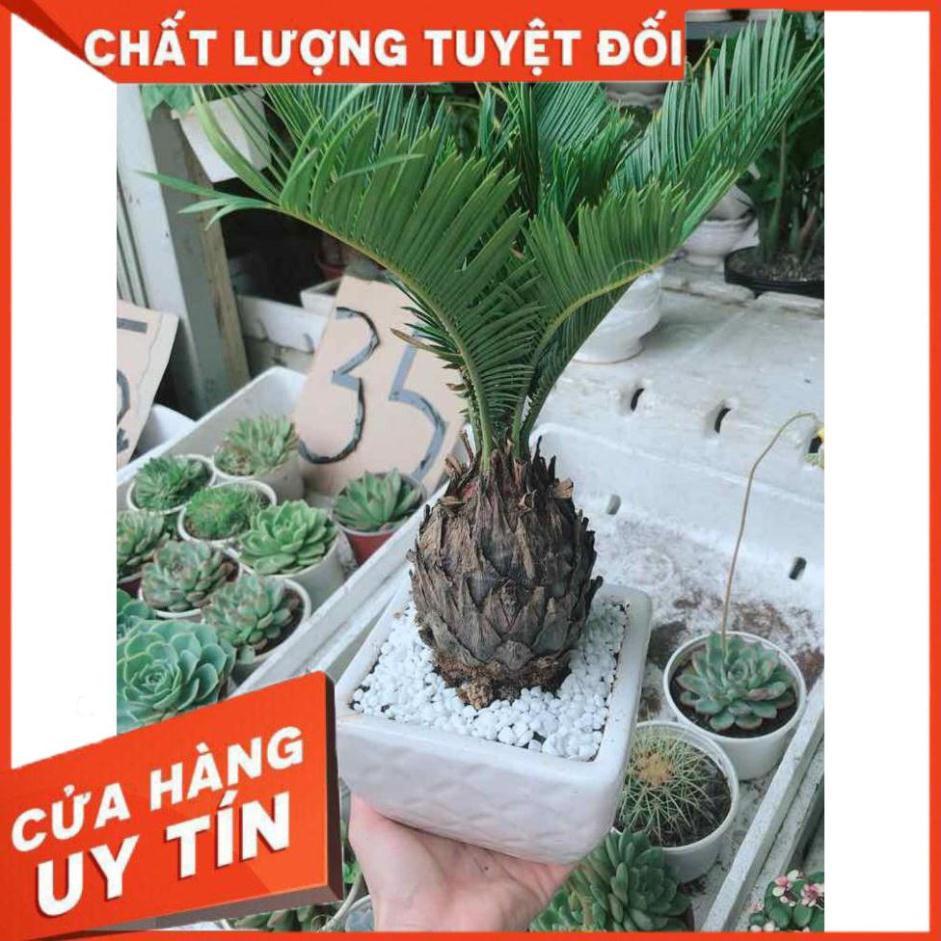 Chậu vạn tuế Nhiều Người Mua