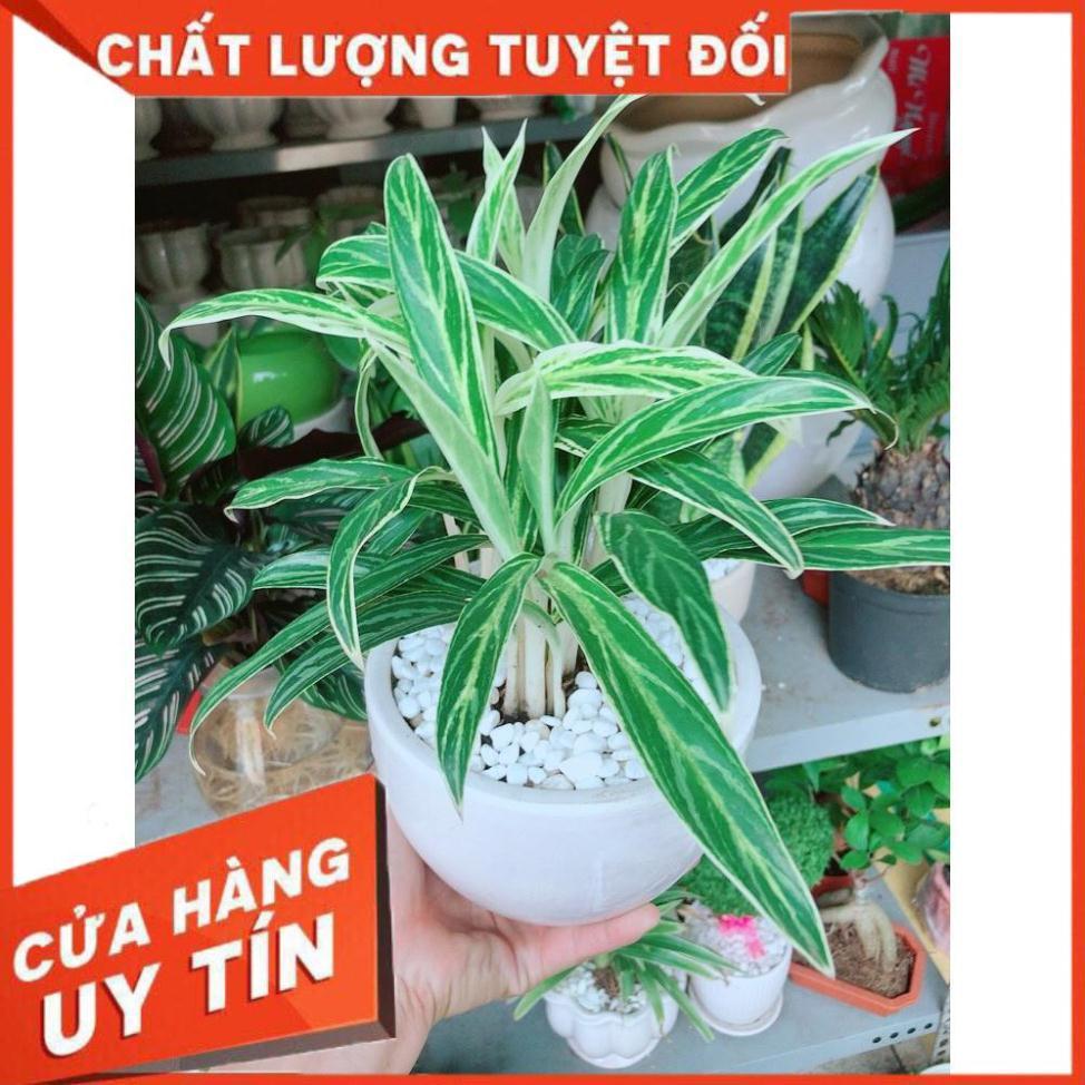 Chậu cây giữ tiền