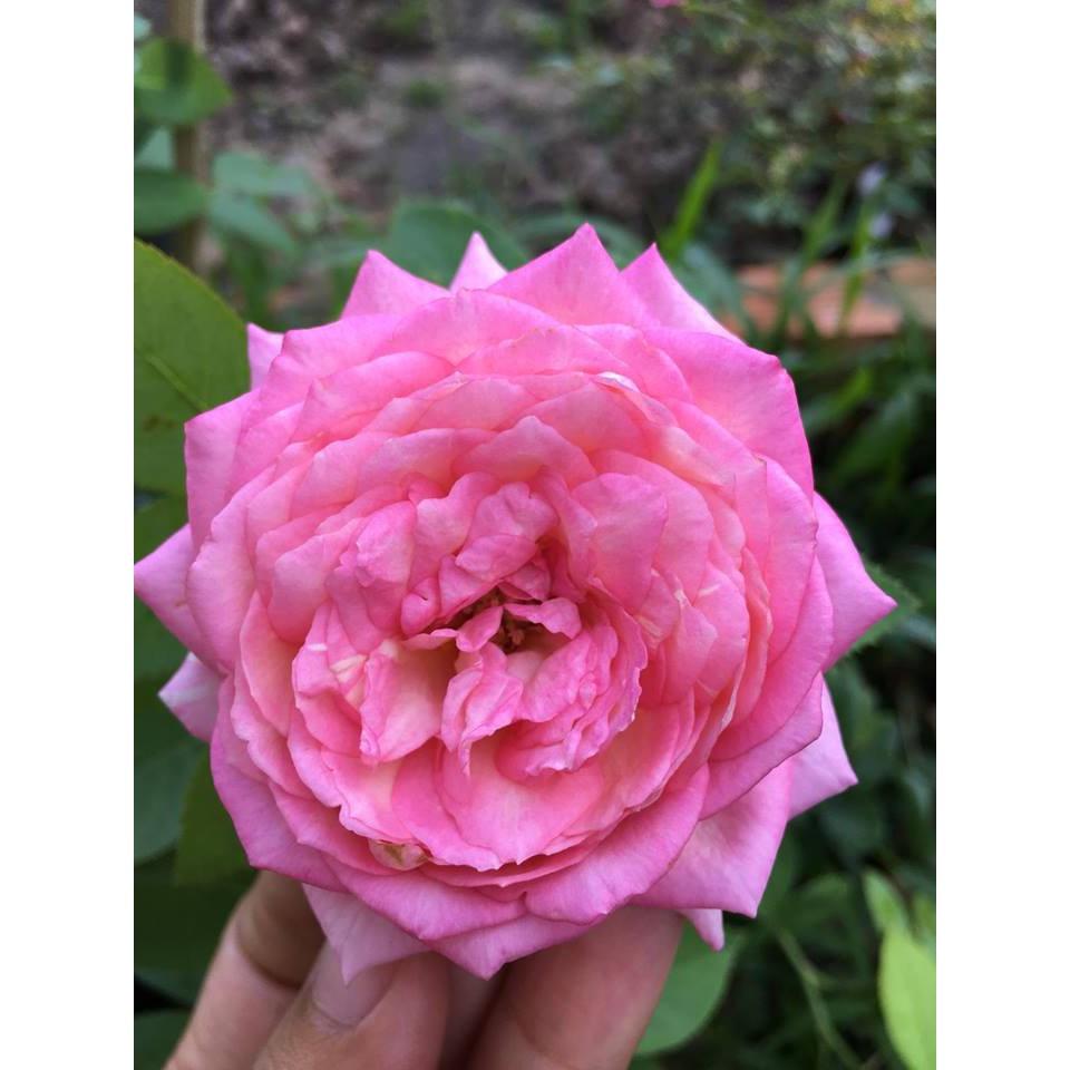 Cây giống hồng BỤI Camellia size chậu C9 - giống hồng ngoại sai hoa, hoa to và lâu tàn