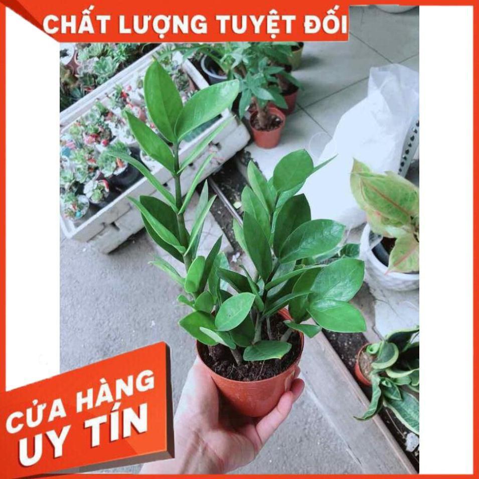 Chậu Kim Tiền Thái Nhiều Người Mua