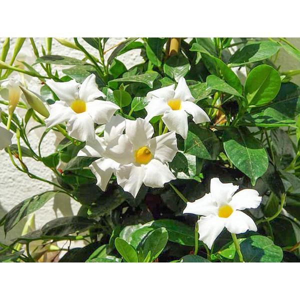 Hoa leo HỒNG ANH trắng-chậu cây đang hoa, đang vươn leo khỏe