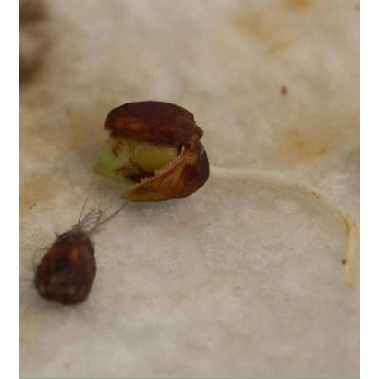 Combo 3 gói Hạt giống hoa hồng thơm mini