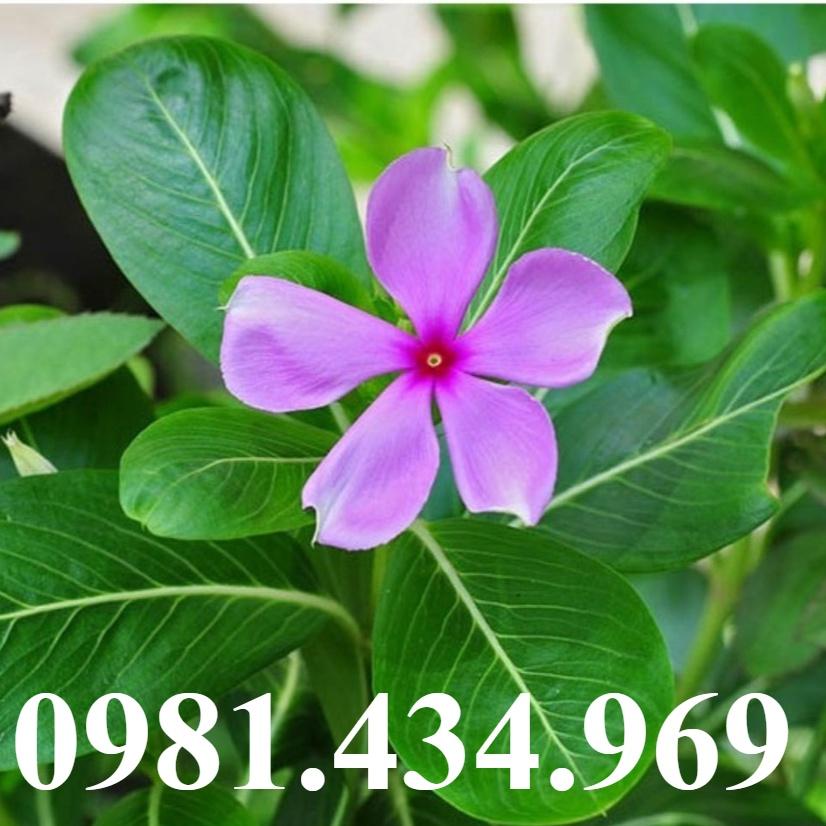 KV - Dừa cạn khô  sp0