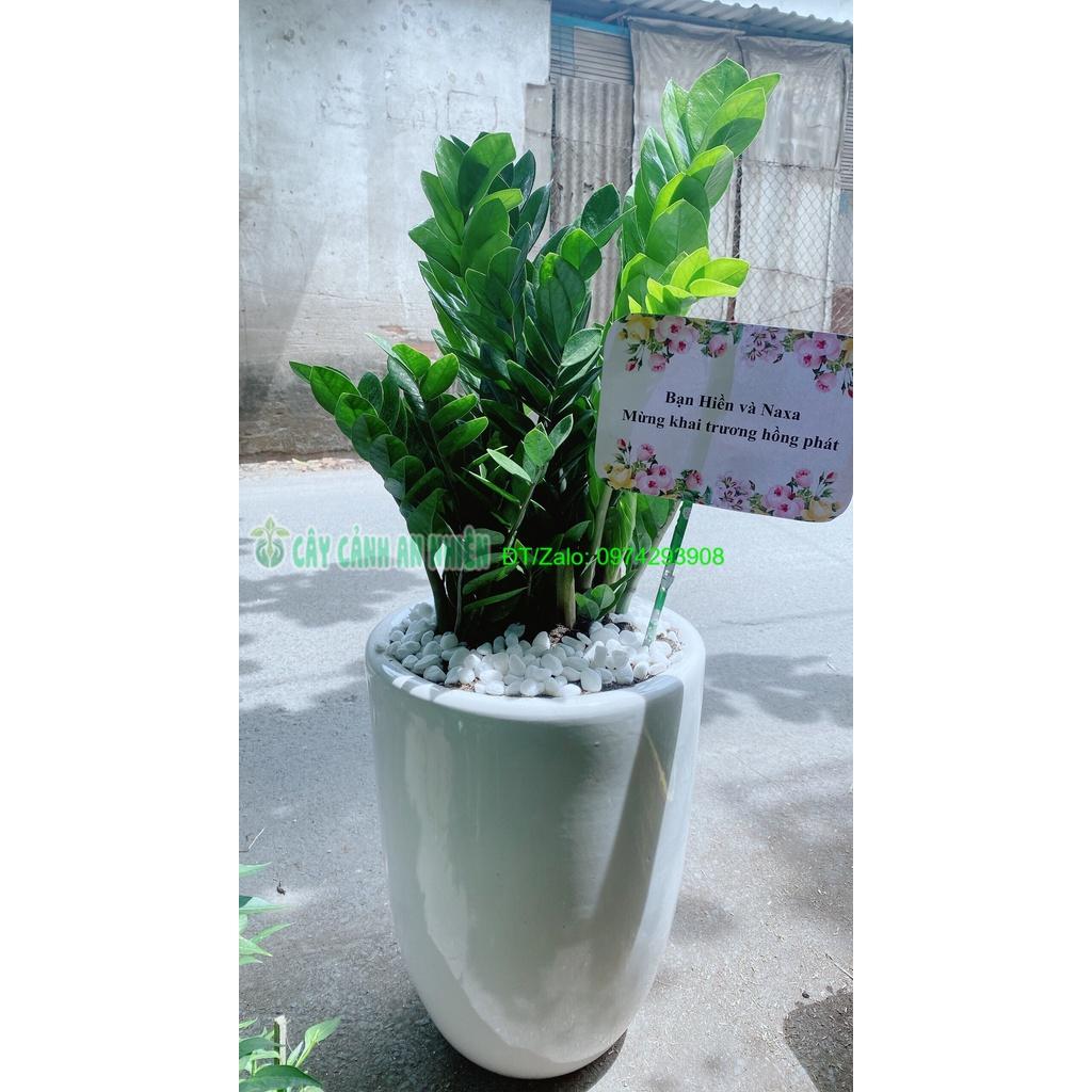 Chậu Cây Kim Phát Tài Cao 1m