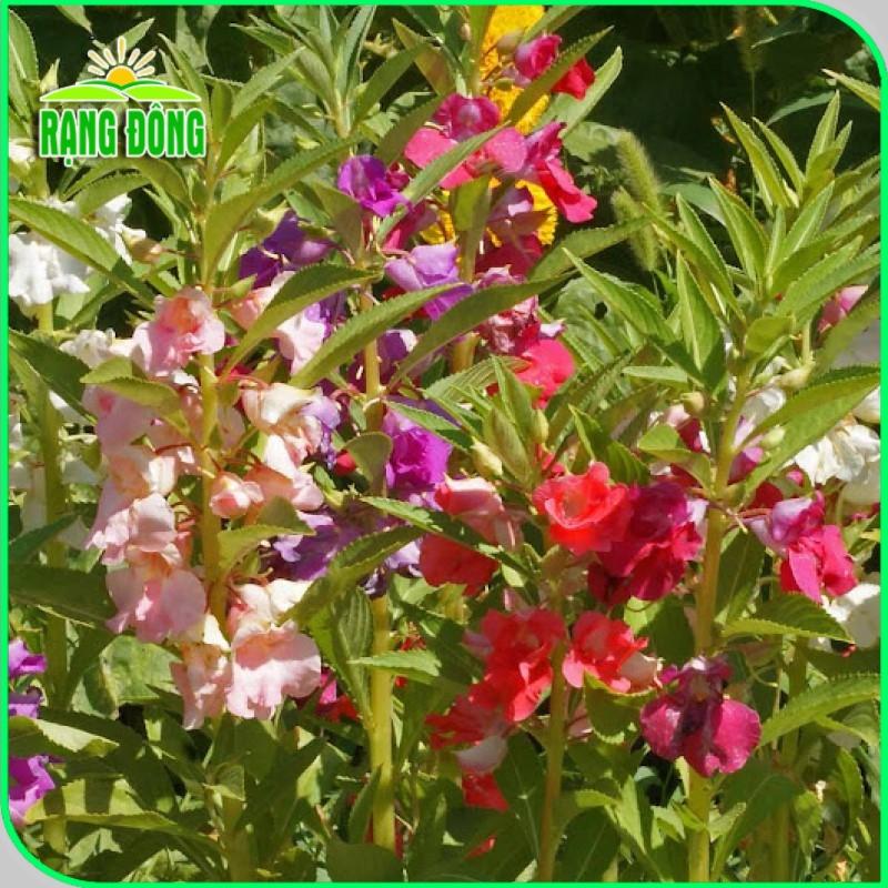 Hạt giống Hoa Móng Tay Nhiều Màu Rd 809 (0,1g~20 hạt) dễ trồng, hoa nở liên tục, quanh năm - Hạt giống Rạng Đông