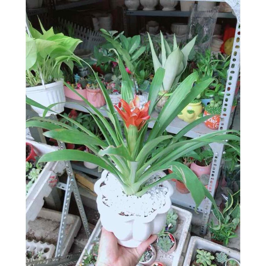 Chậu Phong Lộc Hoa Bán Chạy