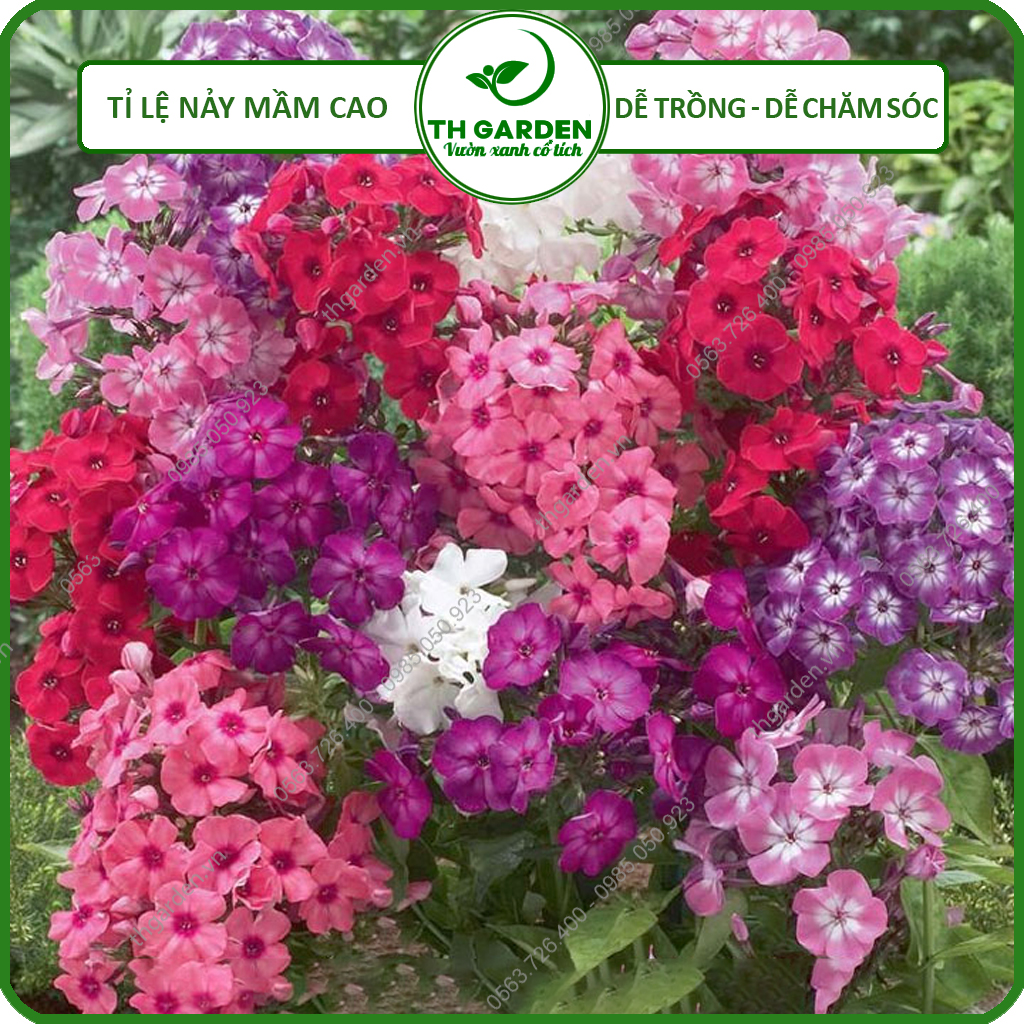 Hạt Giống Hoa Thanh Trúc Mix Nhiều Màu TH Garden - Siêu Đẹp Tuổi Thọ Cao, Hạt Giống Dễ Trồng Dễ Chăm Sóc, Hoa Thơm, Bền Màu, Lâu Tàn
