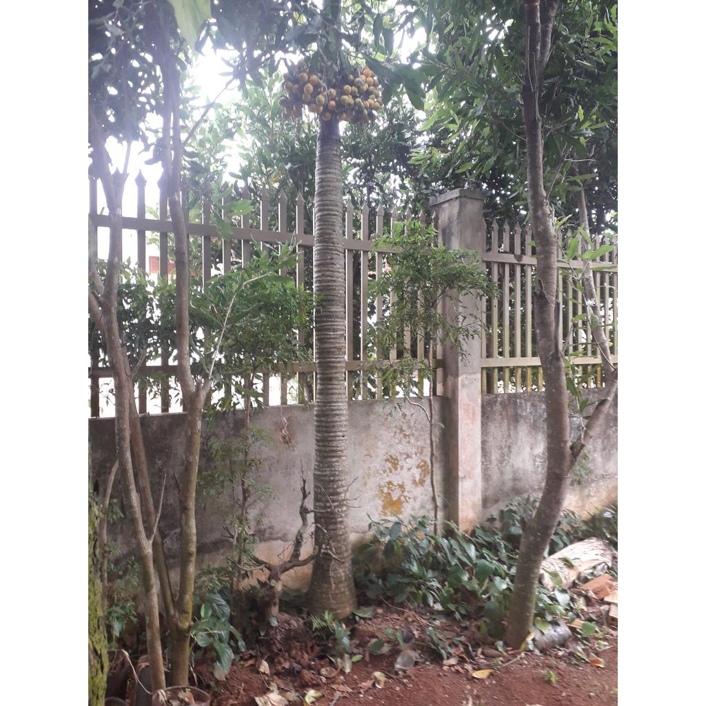 CÂY GIỐNG CAU LAI