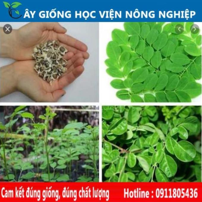 Sản phẩm Cây Ăn Trái cây chùm ngây cây rau quý có nhiều lợi ích cho sức khỏe