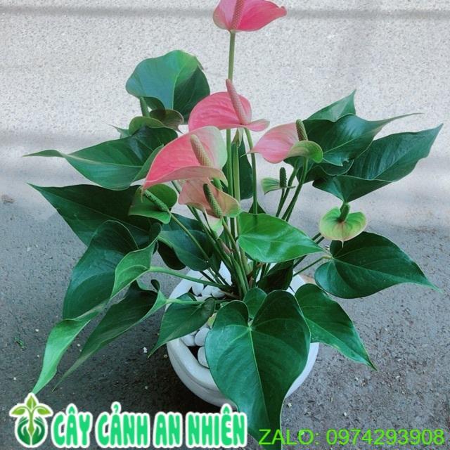 Chậu Cây Hồng Môn Size Lớn