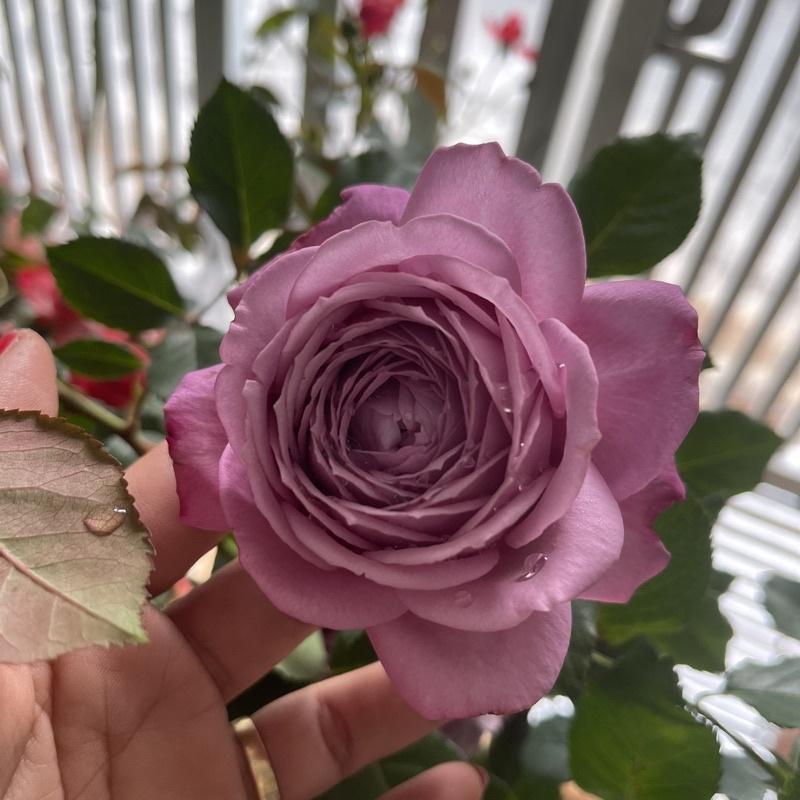 Hoa Hồng thân gỗ dáng tree Purple Tezza đẹp hoàn hảo