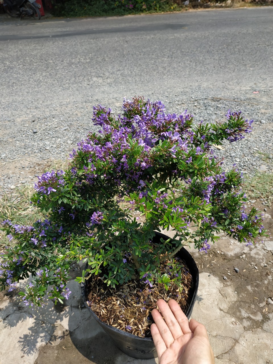 Cây Linh Sam Bonsai Bụi - Chậu Bonsai