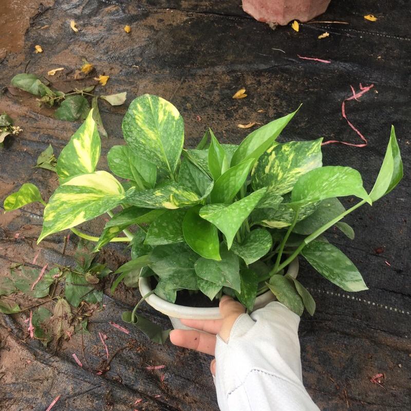 Vạn Liên Thanh cây cực xum như hình