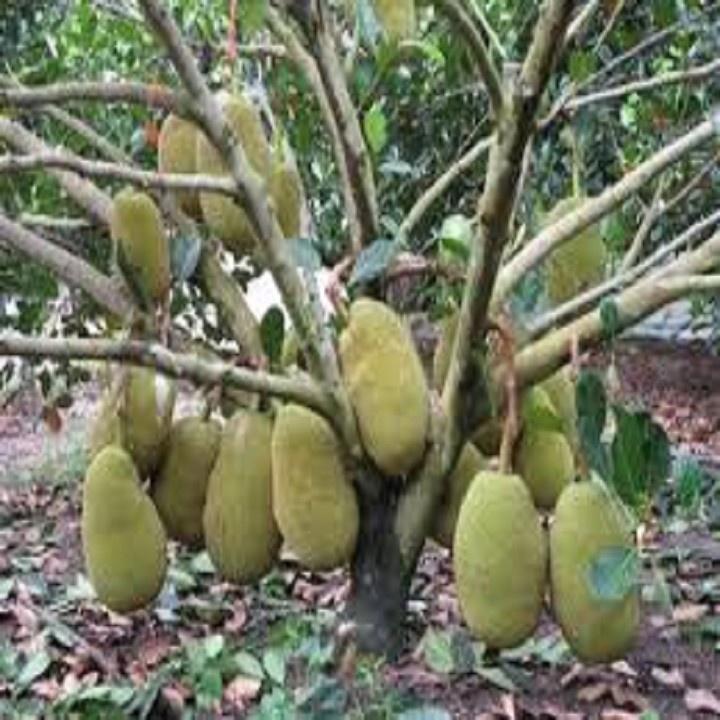 CÂY GIỐNG MÍT TA CAO 40-60CM