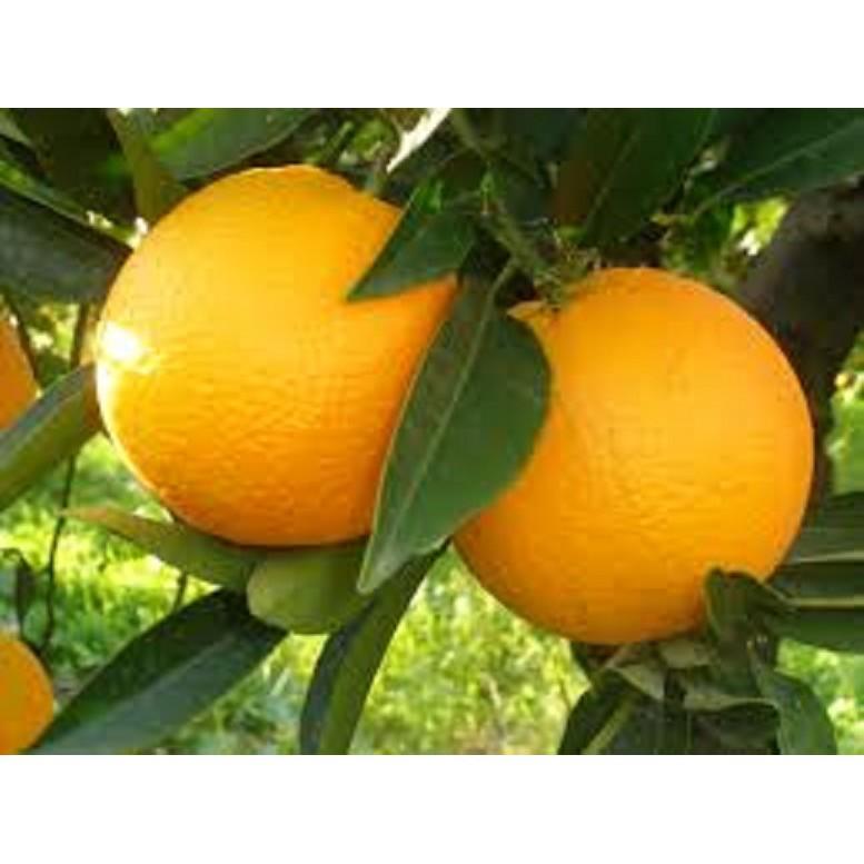 CÂY GIỐNG CAM Valencia- V2 SIÊU NGON SIÊU QUẢ- CAM KÊT GIỐNG CHUẨN F1 + Tặng 01 cây dâu da đất